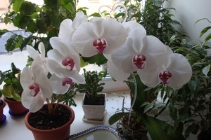 Как поливать орхидею во время цветения?