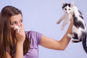 Как проявляется аллергия на кошек у взрослых?
