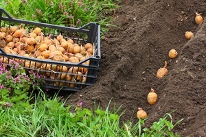 Благоприятные дни в апреле 2016 года для посадки картофеля
