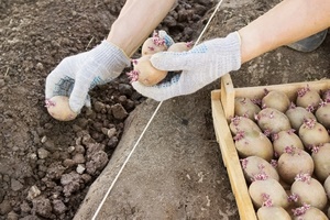 Благоприятные дни в мае 2016 года для посадки картофеля