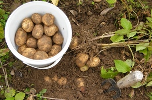 Болезни и вредители картофеля и меры борьбы с ними