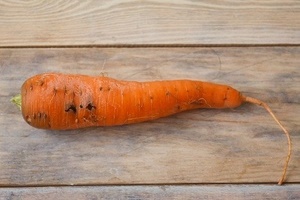 Болезни моркови и борьба с вредителями