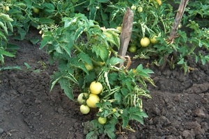 Чем подкармливать помидоры в открытом грунте?