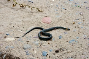 К чему увидеть змею на дороге?