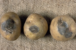 Как бороться с сухой гнилью на картофеле?