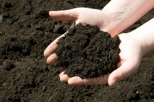 Как раскислить почву на огороде?