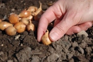 Когда сажать лук севок в открытый грунт?