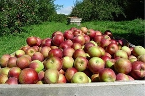 Когда собирать зимние яблоки на хранение?