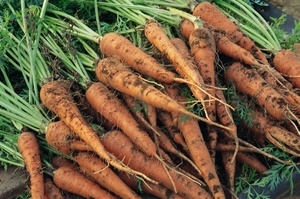 Когда выкапывать морковь на хранение?