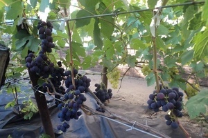 На какой год плодоносит виноград?