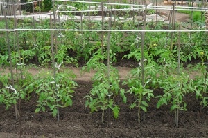 Подкормка томатов дрожжами в открытом грунте