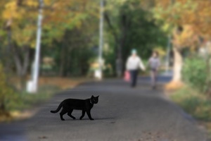 Примета "черная кошка перебежала дорогу"