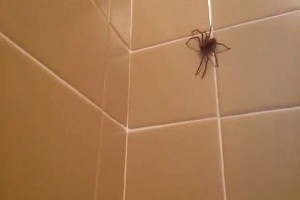 Примета "паук в ванной"