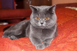 Примета "серый кот в доме"