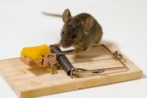 Примета "в квартире завелась мышь"