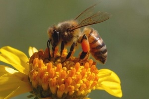 Приметы про пчел