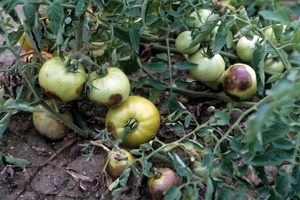 Болезни помидор в открытом грунте