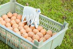 Чем обработать картофель перед посадкой от фитофторы?