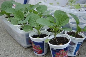 Чем подкормить рассаду капусты для роста?