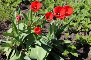 Чем подкормить тюльпаны весной для пышного цветения в саду?