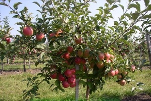 Через сколько лет после посадки плодоносит яблоня?