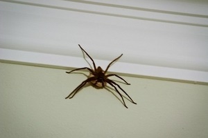 Если в доме появились пауки, к чему это?
