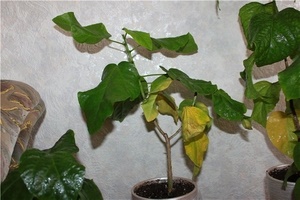 Гибискус: желтеют и опадают листья