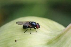 Как бороться с луковой мухой на грядке?