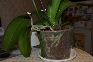 Как избавиться от щитовки на орхидеях?