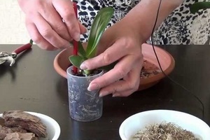 Как посадить отросток орхидеи в домашних условиях?