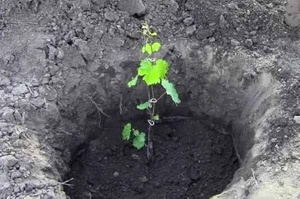 Как правильно посадить виноград в Сибири?