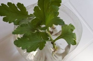 Как размножить хризантему черенками?