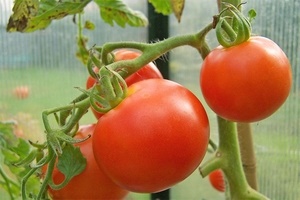 Как ускорить созревание помидор в теплице?