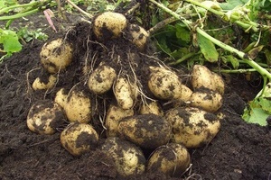 Как увеличить урожай картофеля?