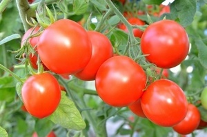 Как увеличить урожай помидоров?