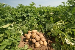 Какую почву любит картофель?