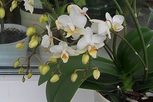 Можно ли пересаживать орхидею во время цветения?