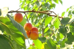 На какой год плодоносит абрикос?