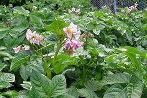 Надо ли обрывать цветы у картофеля для повышения урожая?