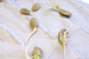 Нужно ли замачивать семена кабачков перед посадкой?