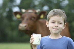 Почему горчит коровье молоко и можно ли его пить?