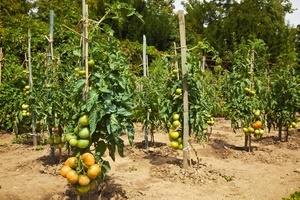 Подкормка томатов дрожжами во время плодоношения