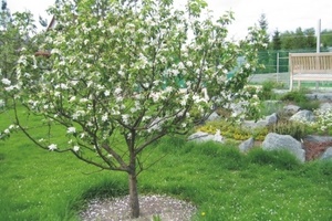 Полив плодовых деревьев во время цветения