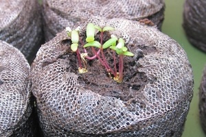 Портулак: выращивание из семян, когда сажать?