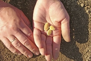 Посадка патиссонов семенами в открытый грунт