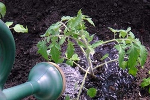 Посадка томатов в открытый грунт в мае