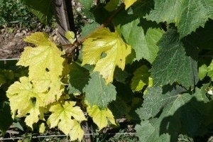 Пожелтели листья у винограда, что делать?