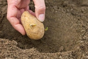 Самый поздний срок посадки картофеля