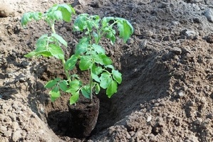 Сроки посадки помидоров в открытый грунт