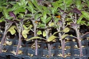 У рассады помидоров фиолетовые листья